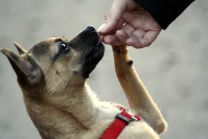 Dog Training Treats