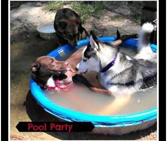 5 Reasons To Celebrate With A Dog Party #PoochPawty