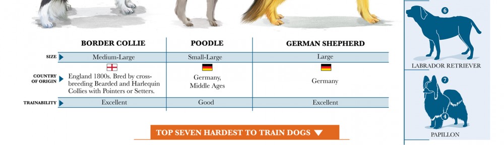 Effects of Training on Your Dog’s Brain