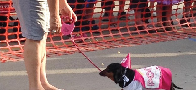 SummerDaze Wiener Dog Races in Menomonie, WI - WhenPoochComesToShove.com #PoochPawty