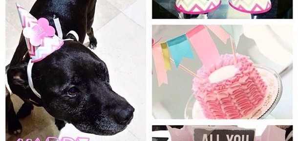 Customer Spotlight - Bella's Dog Birthday Party