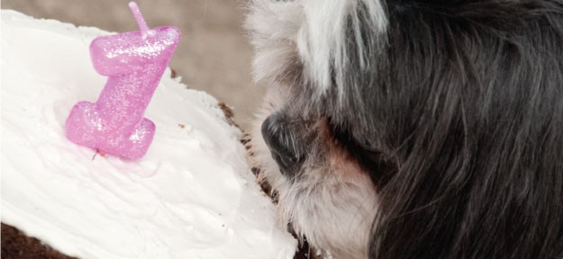 Dog Cake Ideas: Where to get a Dog Cake #PoochPawty